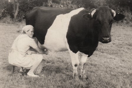 <br>um 1956